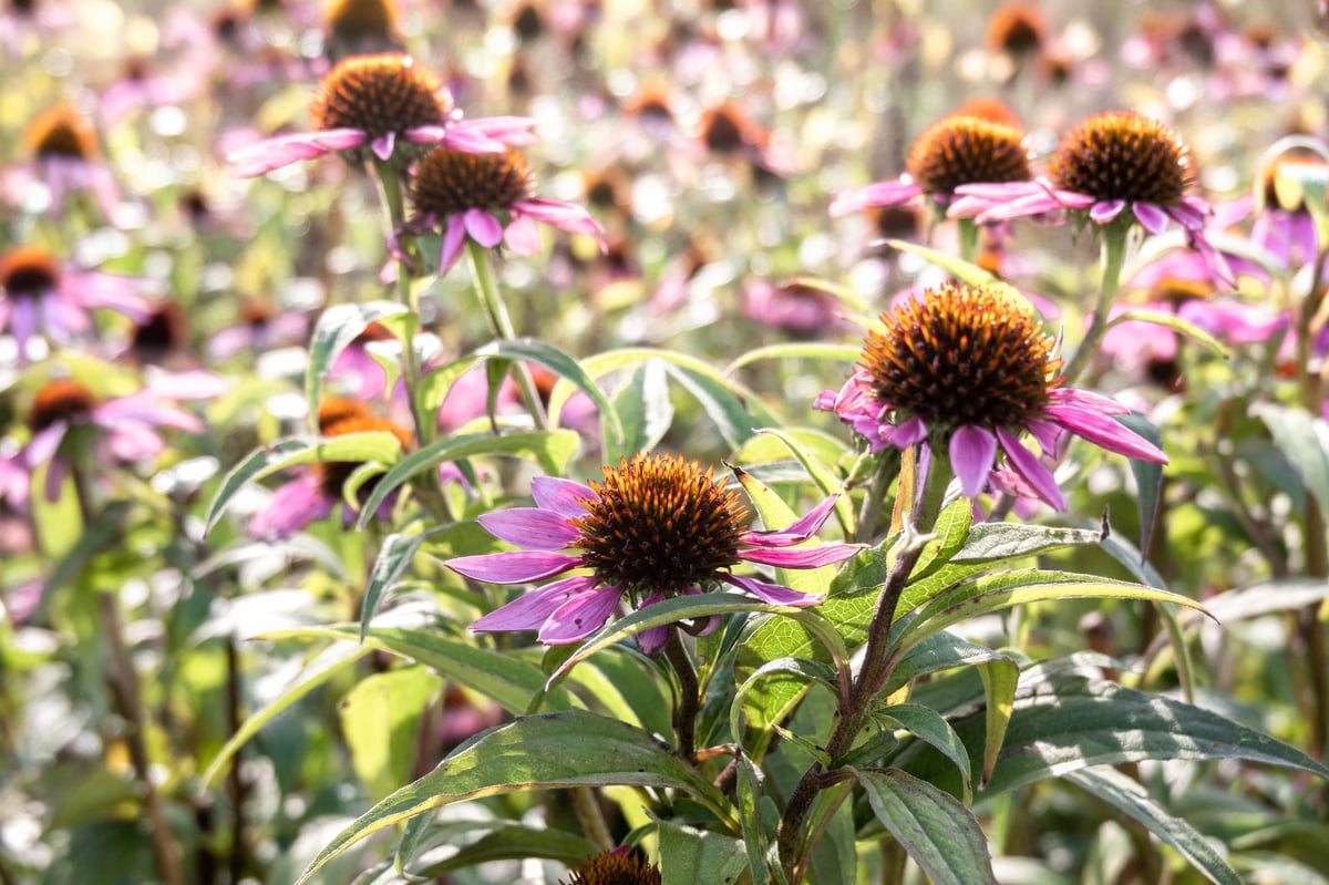 Medicinal herb echinacea blooming outdoors, purple coneflowers in late summer garden