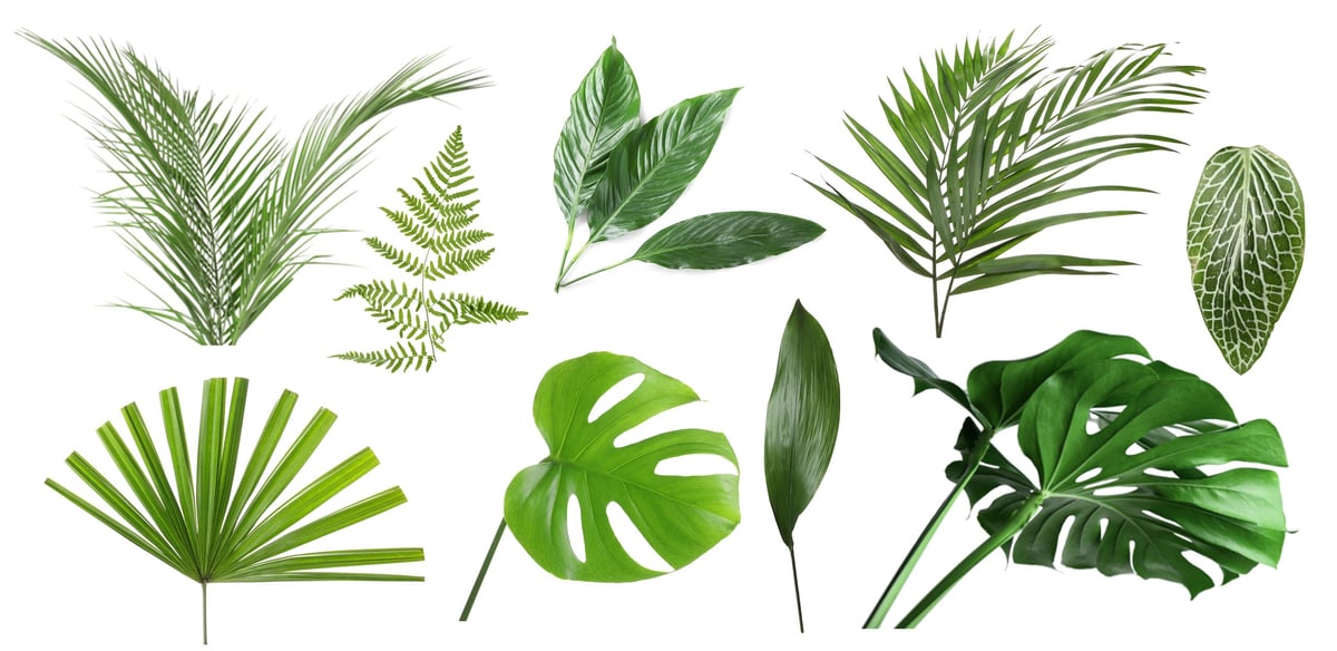 Green leaves of tropical plants